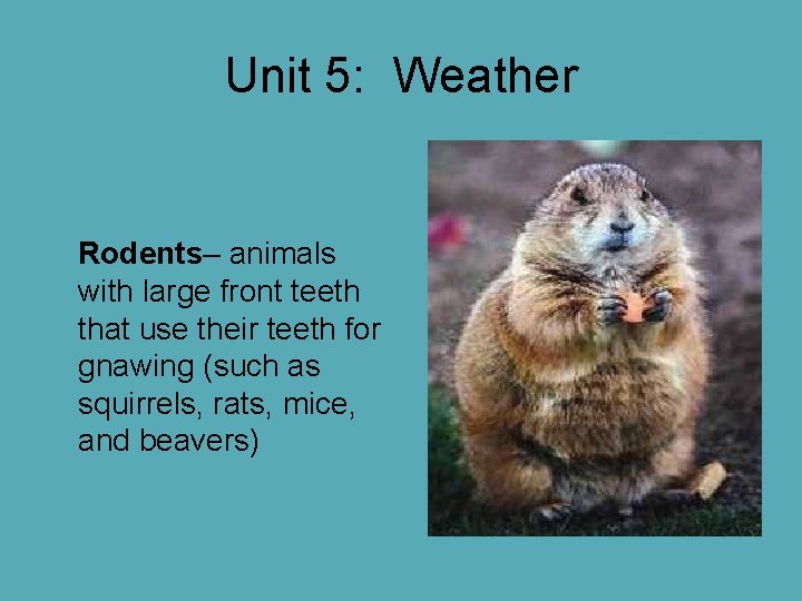 Unit 5: Weather Rodents– animals with large front teeth that use their teeth for Unit 5: Weather Rodents– animals with large front teeth that use their teeth for