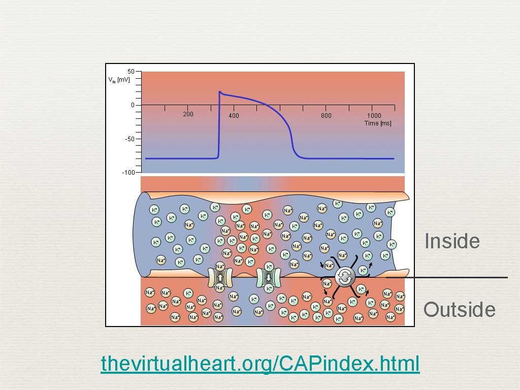 Inside Outside thevirtualheart. org/CAPindex. html 