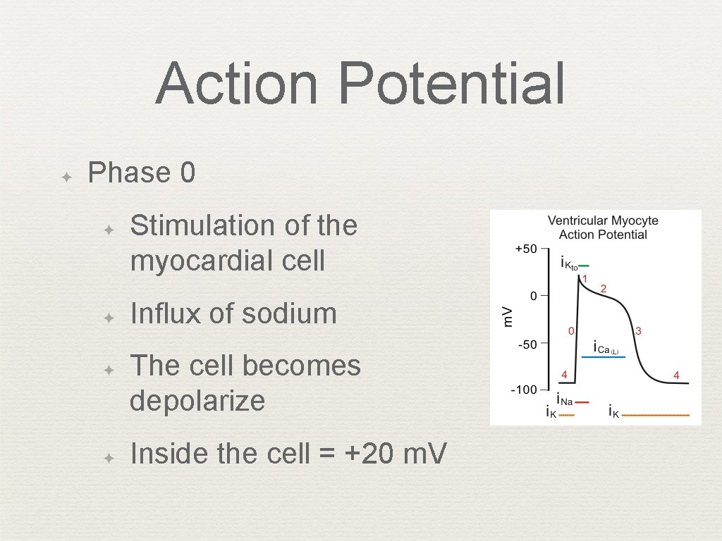 Action Potential ✦ Phase 0 ✦ ✦ Stimulation of the myocardial cell Influx of