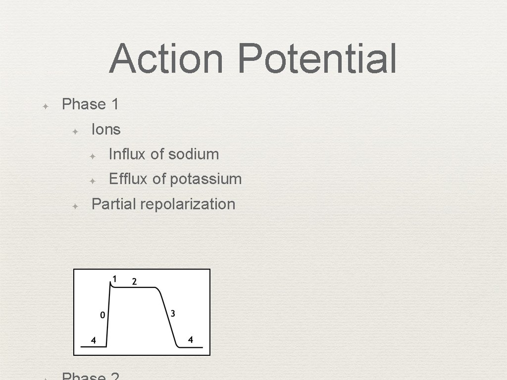 Action Potential ✦ Phase 1 ✦ ✦ Ions ✦ Influx of sodium ✦ Efflux