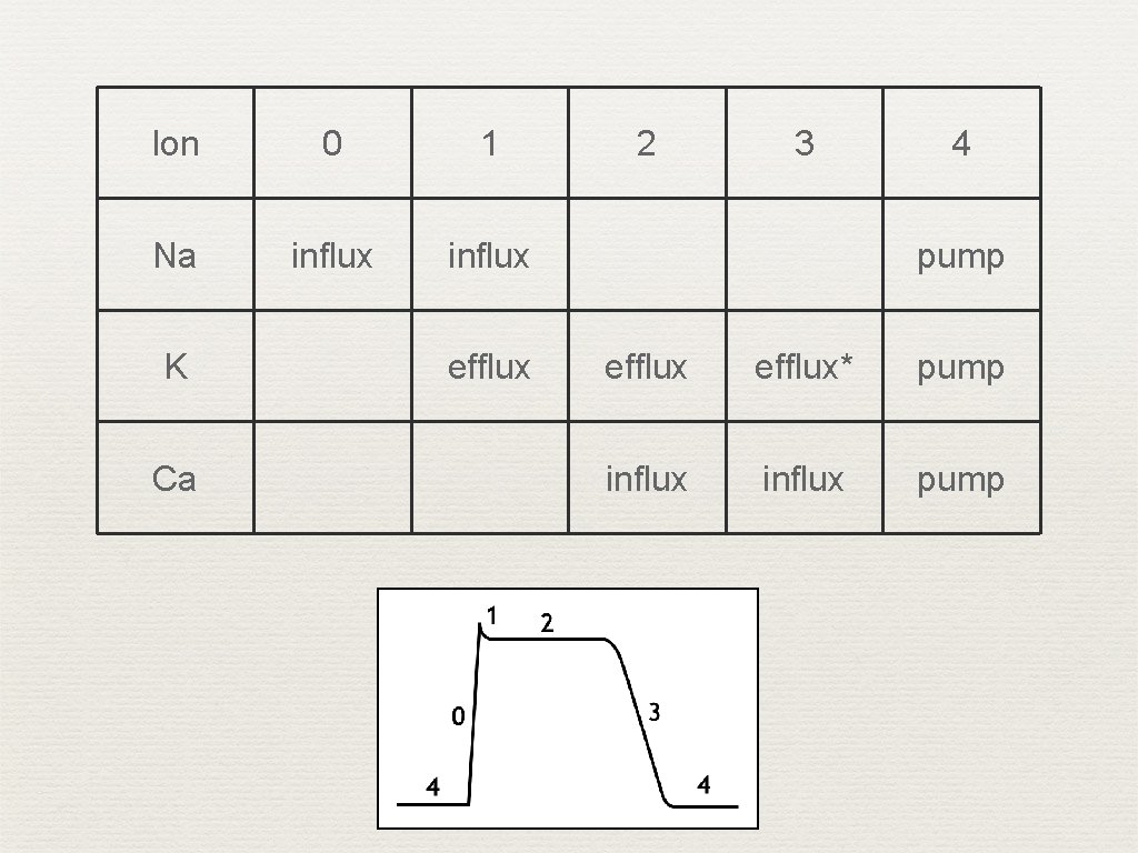 Ion 0 1 Na influx K Ca efflux 2 3 4 pump efflux* pump