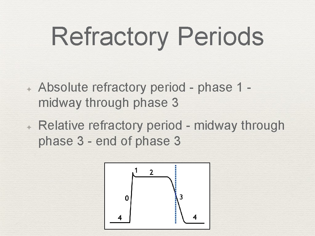 Refractory Periods ✦ ✦ Absolute refractory period - phase 1 - midway through phase