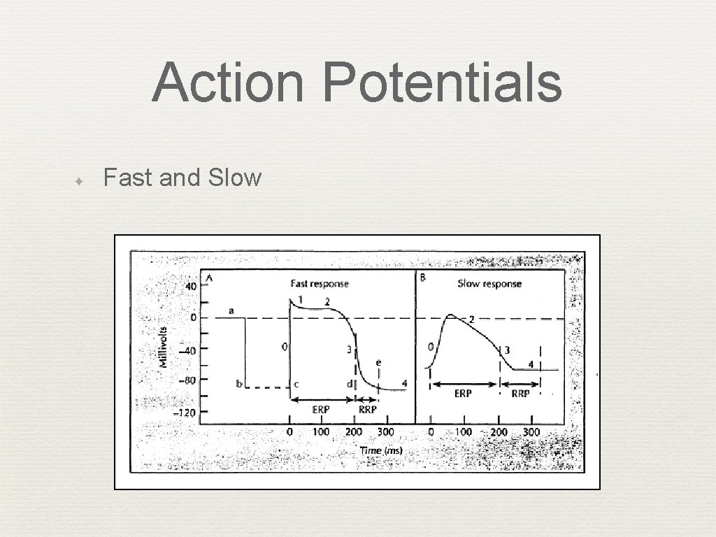 Action Potentials ✦ Fast and Slow 