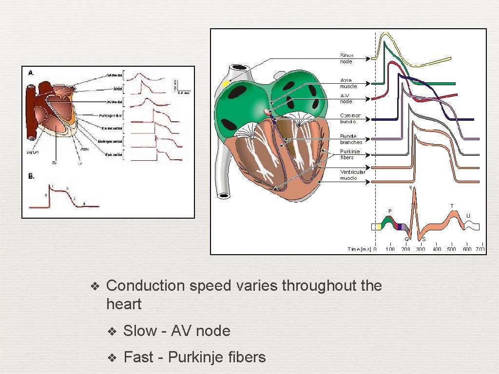 ❖ Conduction speed varies throughout the heart ❖ Slow - AV node ❖ Fast