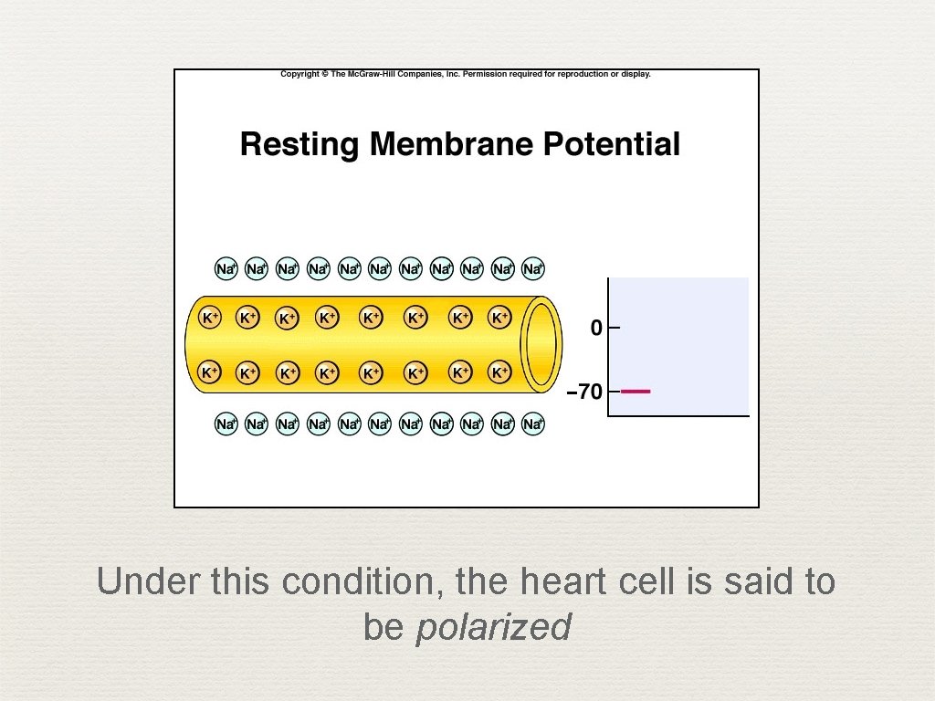 Under this condition, the heart cell is said to be polarized 