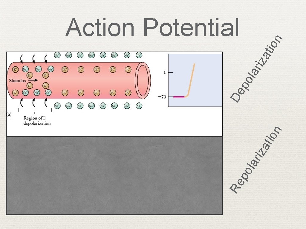 n tio iza lar po Re n tio lar iza po De Action Potential