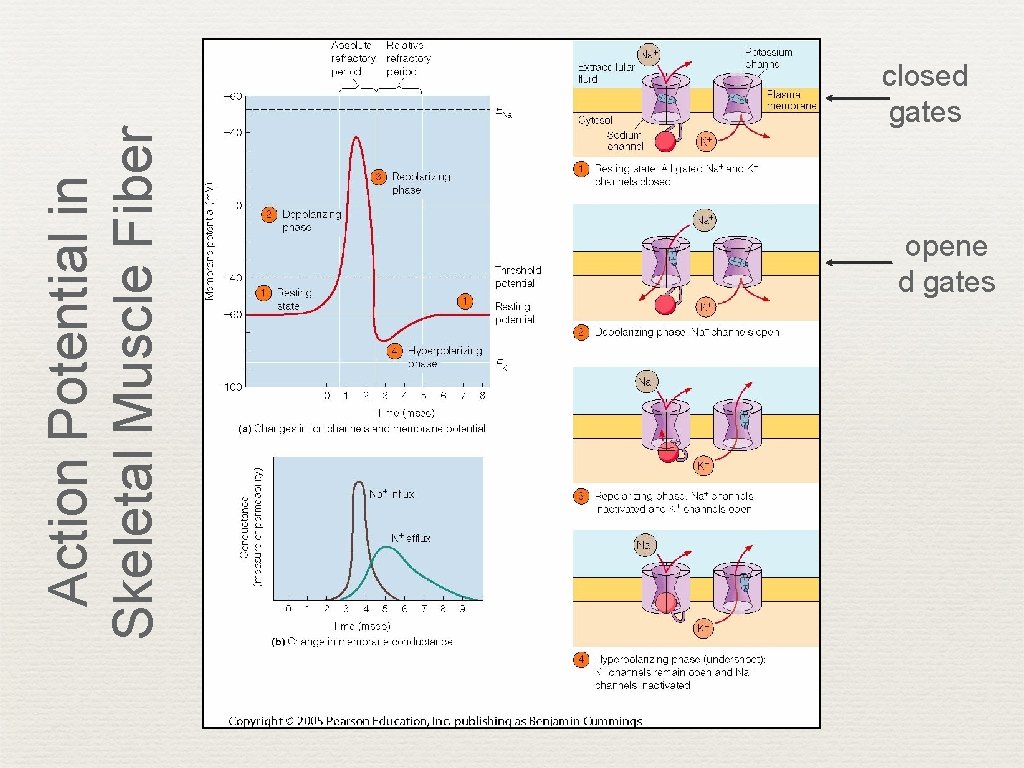 Electrical Activity Of The Heart Introduction Where Does 