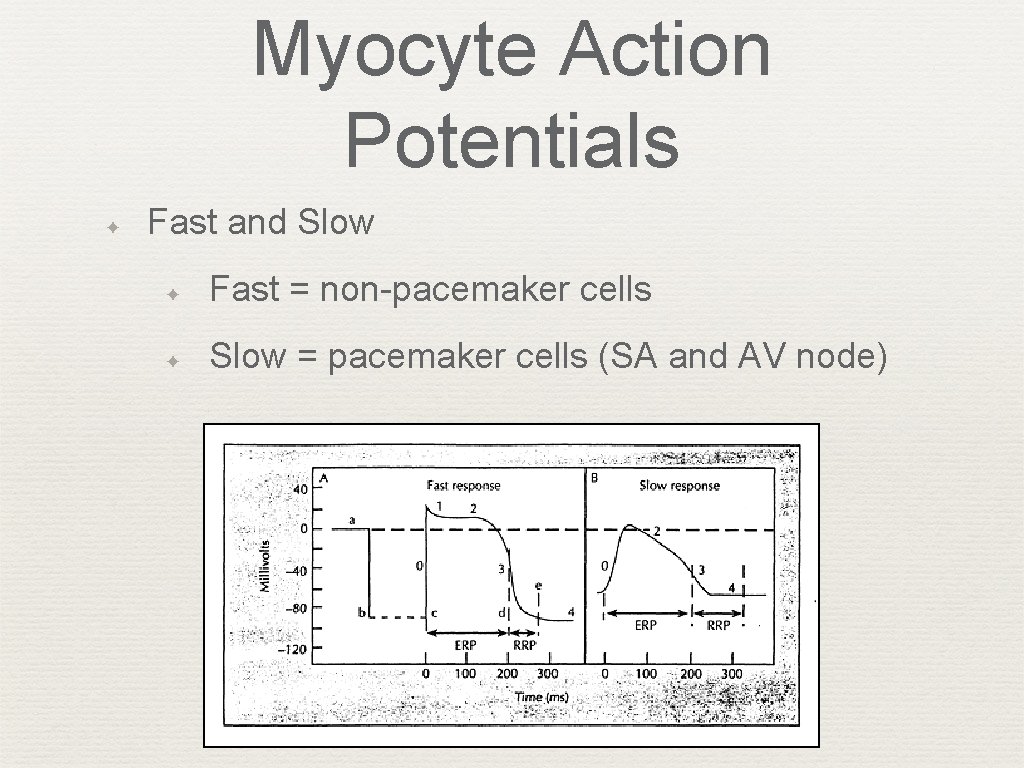 Myocyte Action Potentials ✦ Fast and Slow ✦ Fast = non-pacemaker cells ✦ Slow