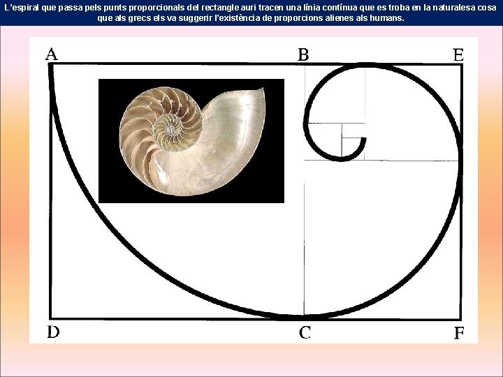 L’espiral que passa pels punts proporcionals del rectangle auri tracen una línia contínua que