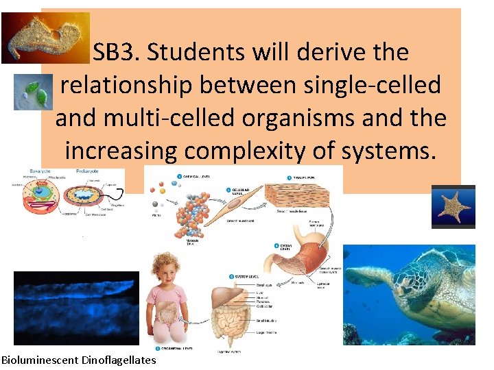 SB 3. Students will derive the relationship between single-celled and multi-celled organisms and the