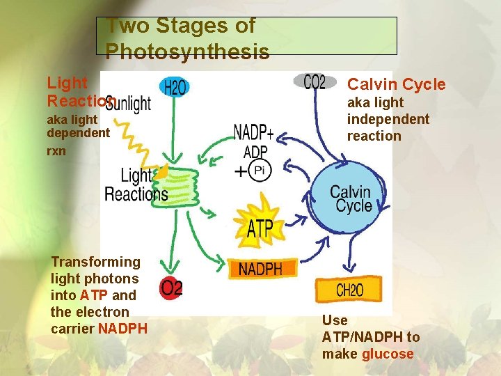 Two Stages of Photosynthesis Light Reaction aka light dependent rxn Transforming light photons into