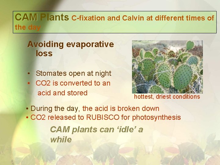 CAM Plants C-fixation and Calvin at different times of the day Avoiding evaporative loss