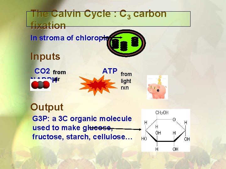 The Calvin Cycle : C 3 carbon fixation In stroma of chloroplast Inputs CO