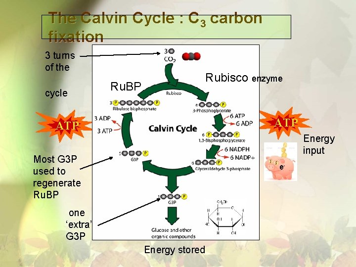 The Calvin Cycle : C 3 carbon fixation 3 turns of the cycle Rubisco