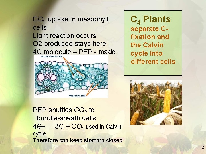 CO 2 uptake in mesophyll cells Light reaction occurs O 2 produced stays here