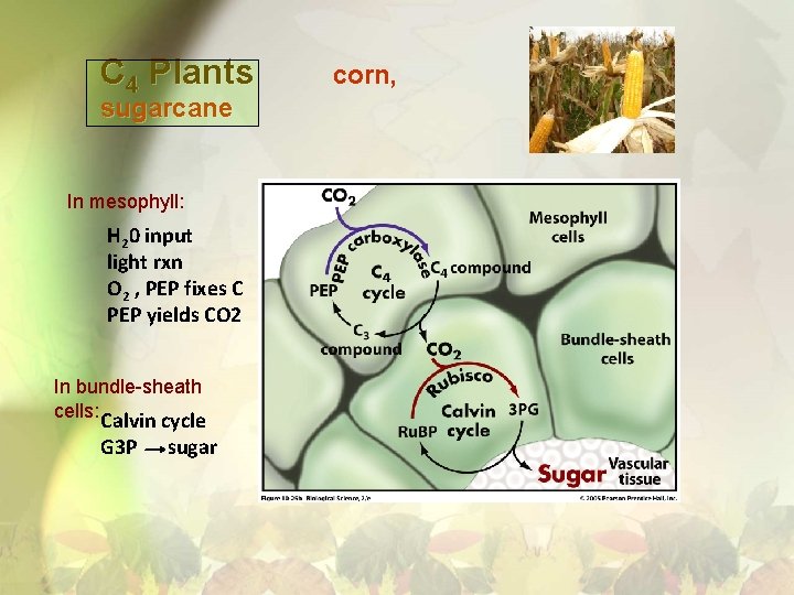 C 4 Plants sugarcane In mesophyll: H 20 input light rxn O 2 ,