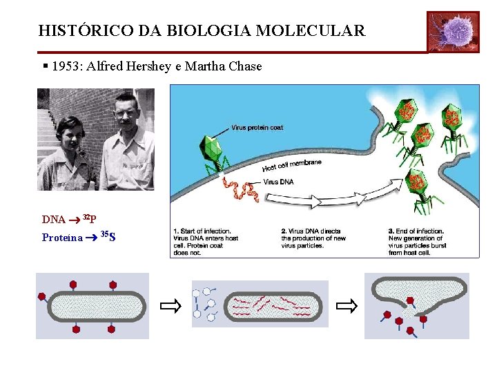 HISTÓRICO DA BIOLOGIA MOLECULAR § 1953: Alfred Hershey e Martha Chase DNA 32 P