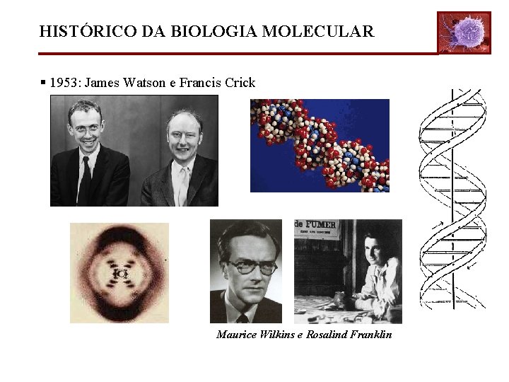 HISTÓRICO DA BIOLOGIA MOLECULAR § 1953: James Watson e Francis Crick Maurice Wilkins e