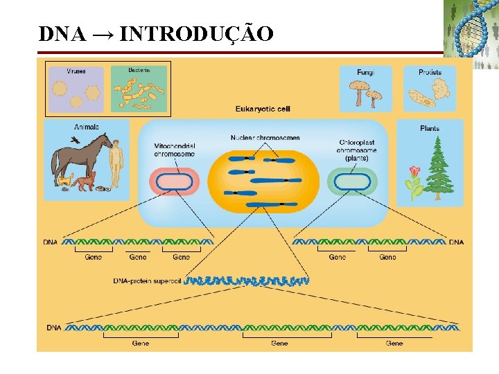 DNA → INTRODUÇÃO 