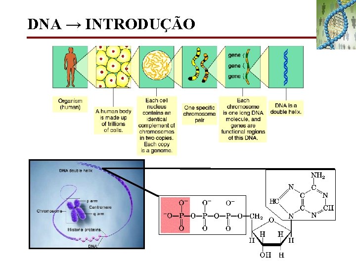 DNA → INTRODUÇÃO 