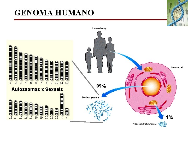 GENOMA HUMANO Autossomos x Sexuais 99% 1% 