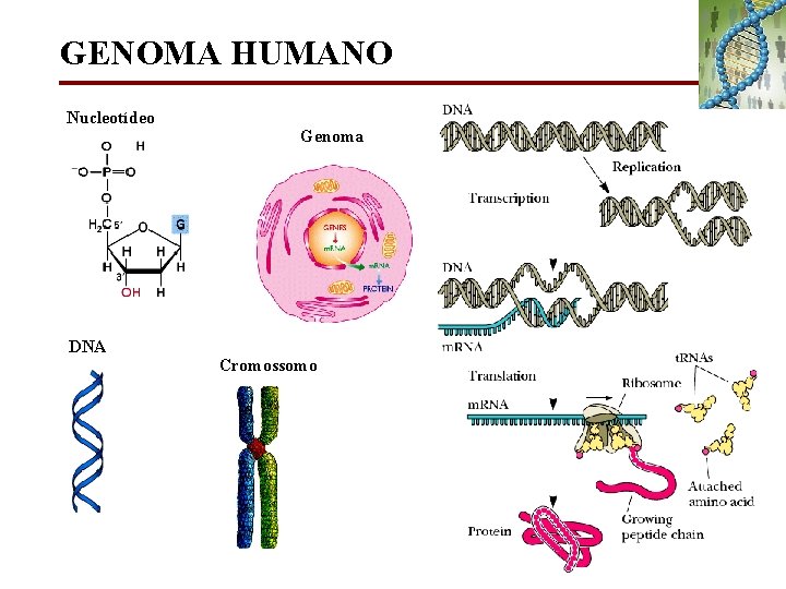 GENOMA HUMANO Nucleotídeo DNA Genoma Cromossomo 