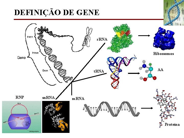 DEFINIÇÃO DE GENE r. RNA Ribossomos t. RNA RNP sn. RNA AA m. RNA