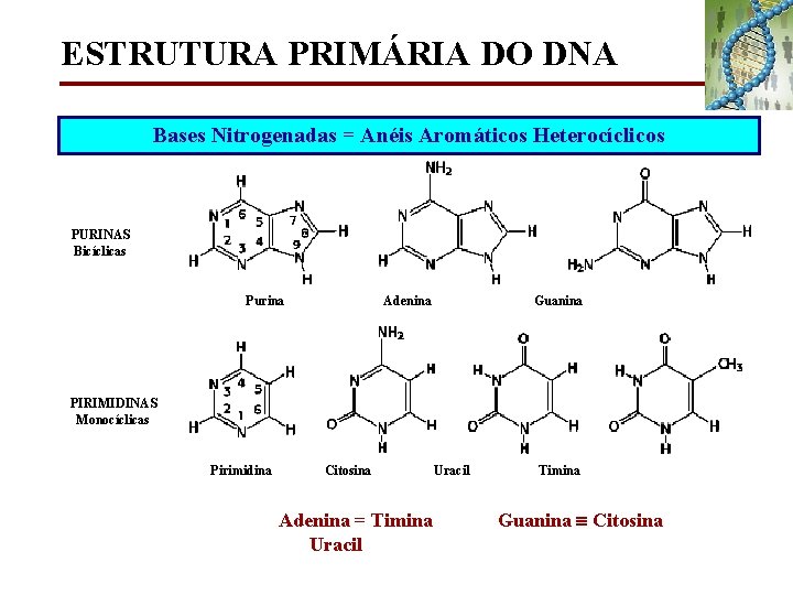 ESTRUTURA PRIMÁRIA DO DNA Bases Nitrogenadas = Anéis Aromáticos Heterocíclicos PURINAS Bicíclicas Purina Adenina