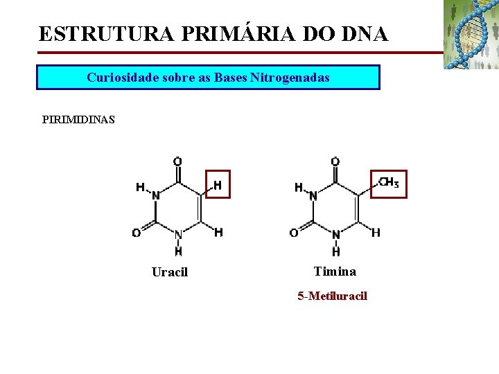 ESTRUTURA PRIMÁRIA DO DNA Curiosidade sobre as Bases Nitrogenadas PIRIMIDINAS Uracil Timina 5 -Metiluracil
