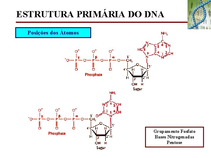ESTRUTURA PRIMÁRIA DO DNA Posições dos Átomos Grupamento Fosfato Bases Nitrogenadas Pentose 