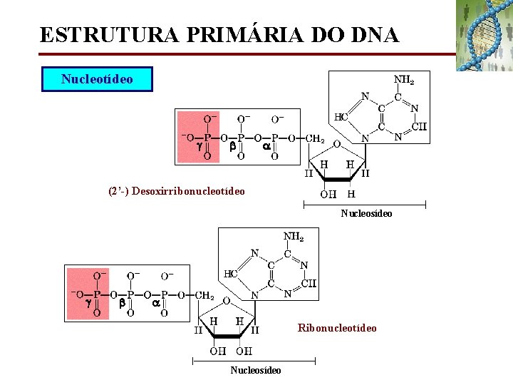 ESTRUTURA PRIMÁRIA DO DNA Nucleotídeo (2’-) Desoxirribonucleotídeo Nucleosídeo Ribonucleotídeo Nucleosídeo 