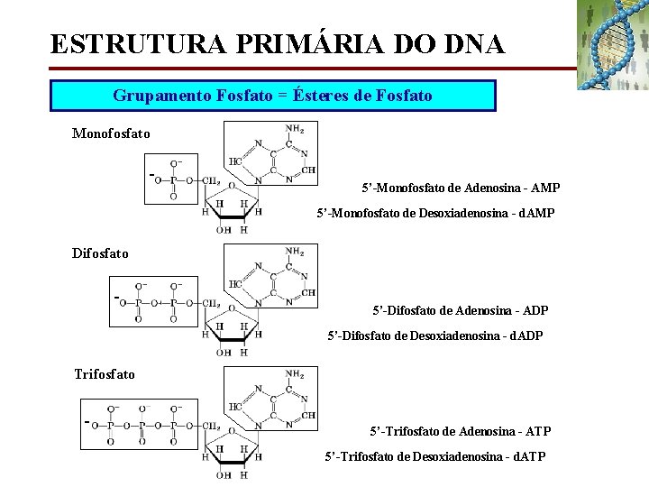 ESTRUTURA PRIMÁRIA DO DNA Grupamento Fosfato = Ésteres de Fosfato Monofosfato - 5’-Monofosfato de