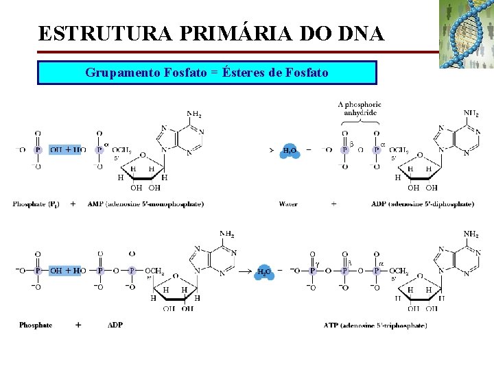 ESTRUTURA PRIMÁRIA DO DNA Grupamento Fosfato = Ésteres de Fosfato 
