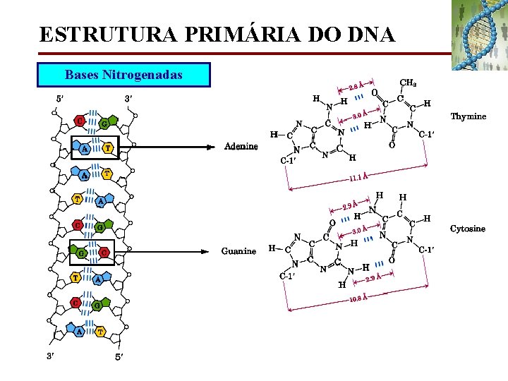ESTRUTURA PRIMÁRIA DO DNA Bases Nitrogenadas 
