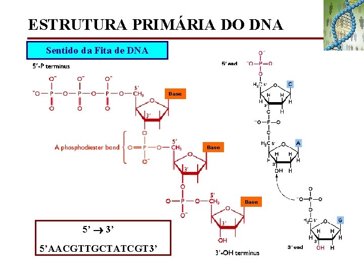 ESTRUTURA PRIMÁRIA DO DNA Sentido da Fita de DNA Base 5’ 3’ 5’AACGTTGCTATCGT 3’