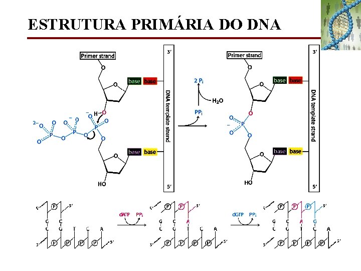 ESTRUTURA PRIMÁRIA DO DNA 