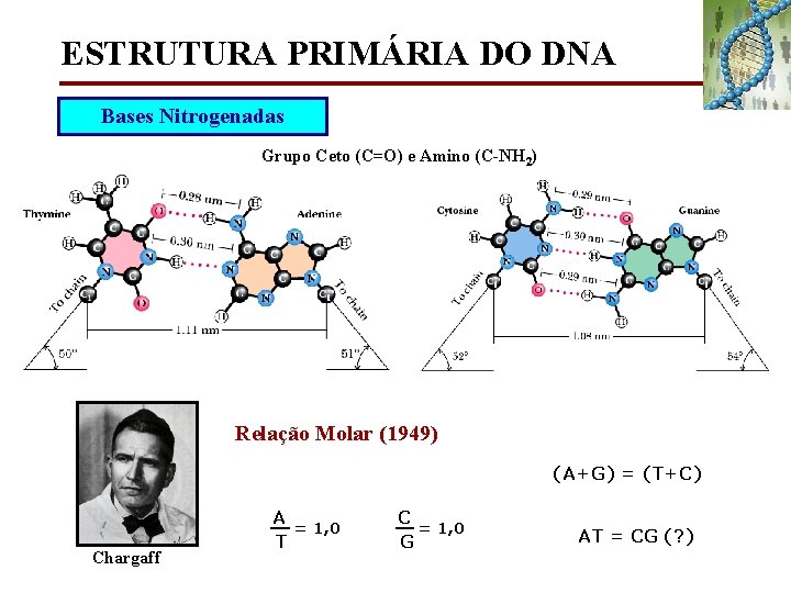 ESTRUTURA PRIMÁRIA DO DNA Bases Nitrogenadas Grupo Ceto (C=O) e Amino (C-NH 2) Relação