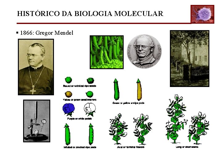 HISTÓRICO DA BIOLOGIA MOLECULAR § 1866: Gregor Mendel 