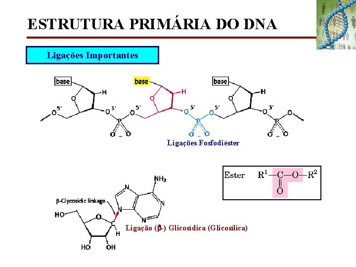 ESTRUTURA PRIMÁRIA DO DNA Ligações Importantes Ligações Fosfodiéster Ligação ( -) Glicosídica (Glicosílica) 