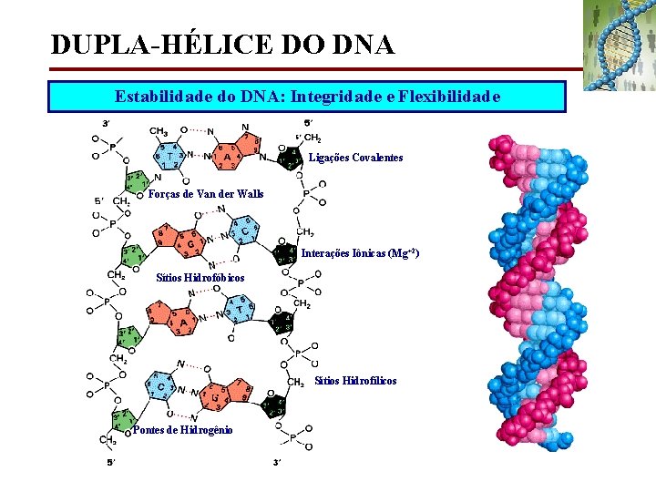 DUPLA-HÉLICE DO DNA Estabilidade do DNA: Integridade e Flexibilidade Ligações Covalentes Forças de Van