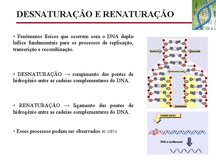 DESNATURAÇÃO E RENATURAÇÃO • Fenômenos físicos que ocorrem com o DNA duplahélice fundamentais para