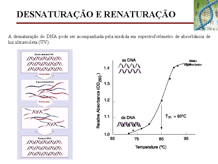 DESNATURAÇÃO E RENATURAÇÃO A desnaturação do DNA pode ser acompanhada pela medida em espectrofotômetro