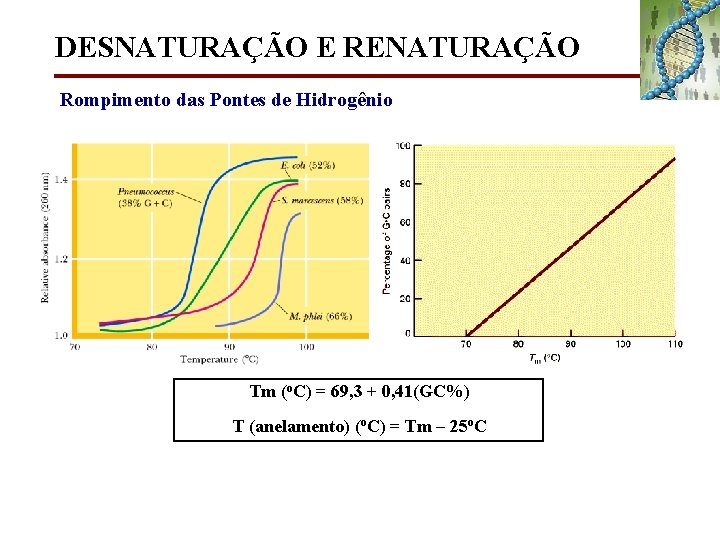 DESNATURAÇÃO E RENATURAÇÃO Rompimento das Pontes de Hidrogênio Tm (o. C) = 69, 3