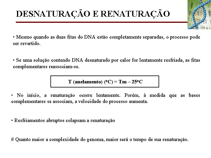 DESNATURAÇÃO E RENATURAÇÃO • Mesmo quando as duas fitas do DNA estão completamente separadas,