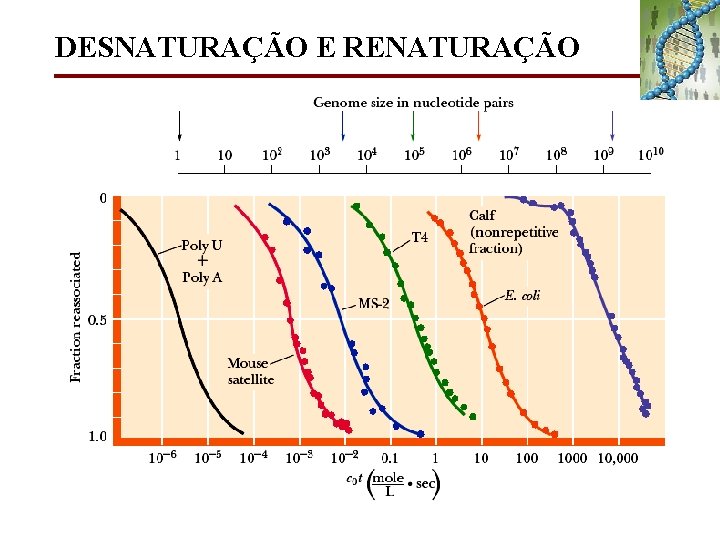 DESNATURAÇÃO E RENATURAÇÃO 