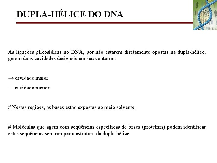 DUPLA-HÉLICE DO DNA As ligações glicosídicas no DNA, por não estarem diretamente opostas na