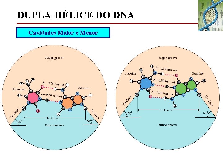 DUPLA-HÉLICE DO DNA Cavidades Maior e Menor 