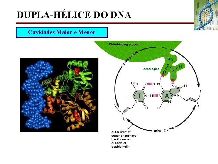 DUPLA-HÉLICE DO DNA Cavidades Maior e Menor 