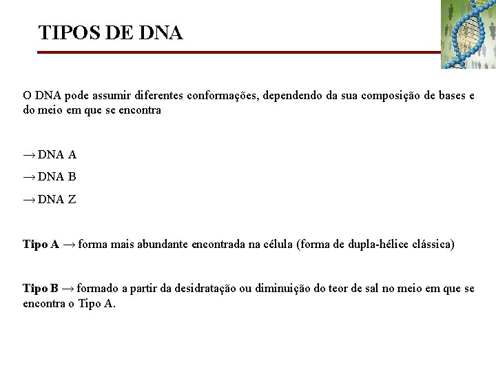 TIPOS DE DNA O DNA pode assumir diferentes conformações, dependendo da sua composição de