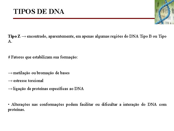 TIPOS DE DNA Tipo Z → encontrado, aparentemente, em apenas algumas regiões do DNA